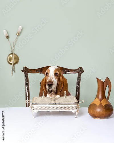 Basset Hound sitting at a table in a restaurant photo