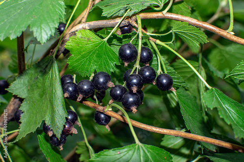 black currant berries