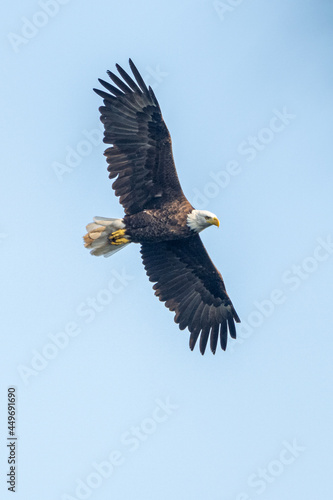 american bald eagle in flight
