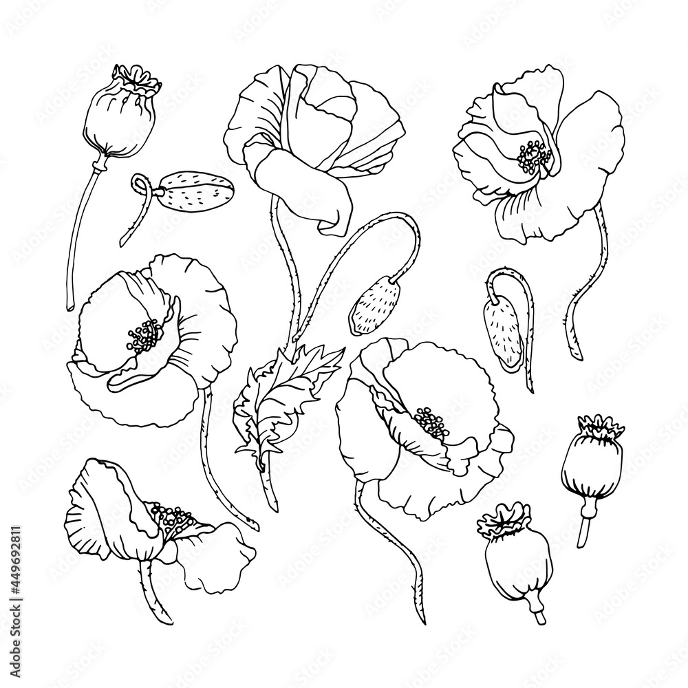 Vector line art poppies set Isolated poppies elements on white