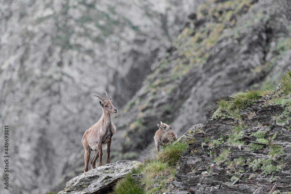 Alpine ibex female with cub on extreme terrain (Capra ibex) Alpine ibex female with cub on extreme terrain (Capra ibex)