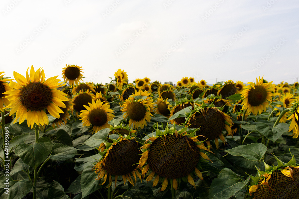 Fototapeta premium Sonnenblumen, Blumenwiese, Feld
