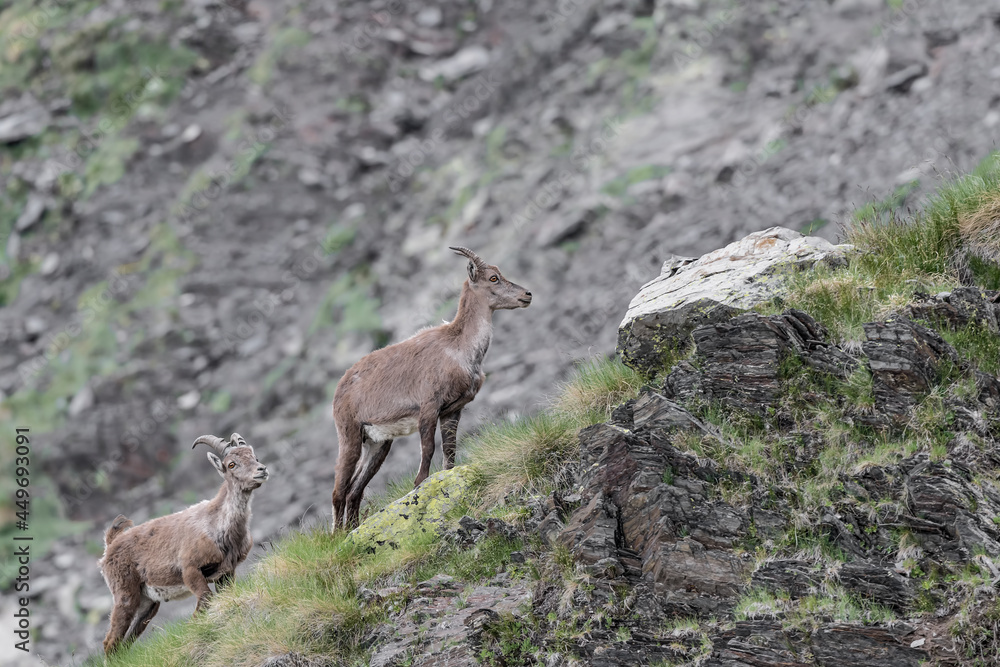 Alpine ibex male and female on mountain ridge (Capra ibex) Alpine ibex male and female on mountain ridge (Capra ibex)