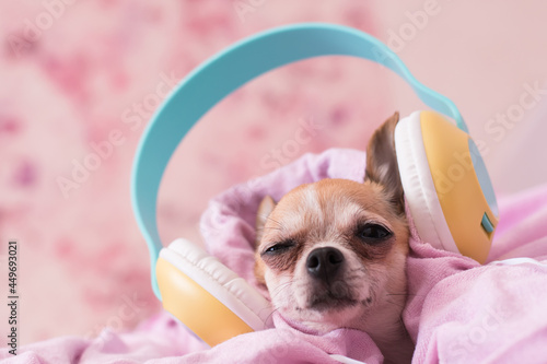 The dog lies snugly wrapped in a blanket. puppy in big headphones listens to music. © kitirinya
