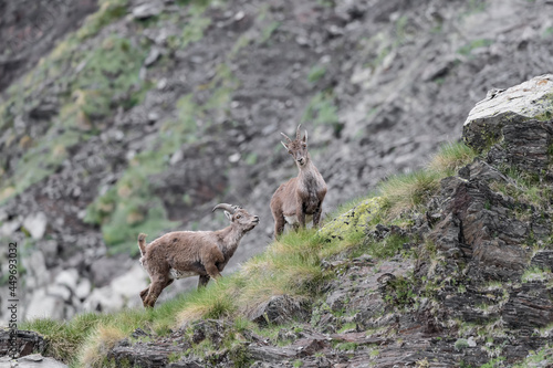 Alpine ibex female and male on mountain ridge (Capra ibex) © manuel