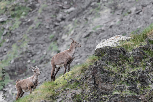 Alpine ibex male and female on mountain ridge  Capra ibex 