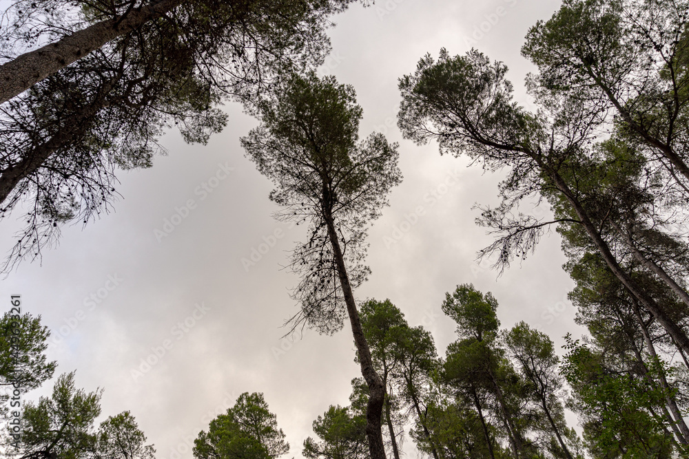 Views from below towards some pine trees, with the gray cloudy sky in the background. 