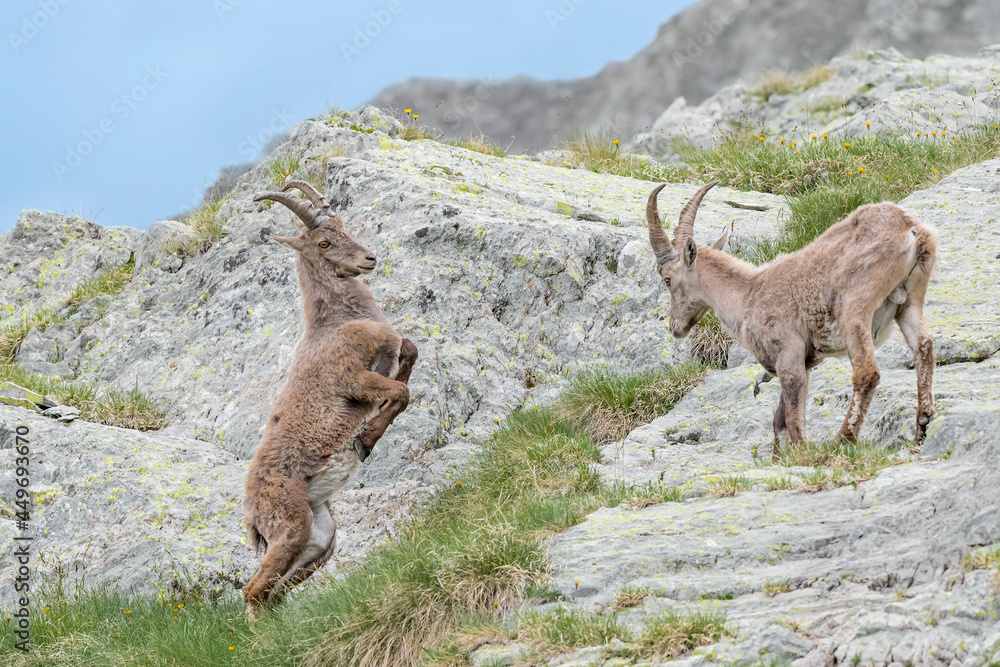 Ready for the collision, battle in the Alps mountains between Alpine ibexes males (Capra ibex) Ready for the collision, battle in the Alps mountains between Alpine ibexes males (Capra ibex)