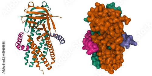Cryo-EM structure of SARS-CoV-2 ORF3a, 3D cartoon and Gaussian surface models, chain id color scheme, based on PDB 7kjr, white background