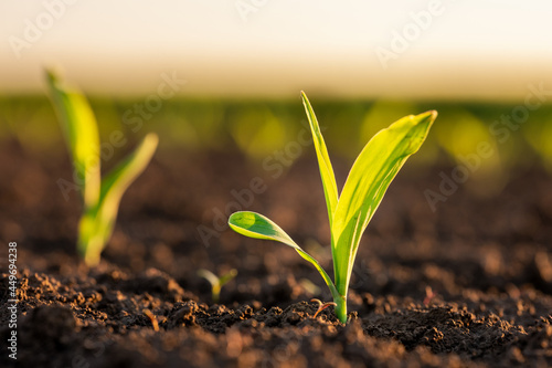 Green corn maize plants on a field. Agricultural landscape Fototapeta