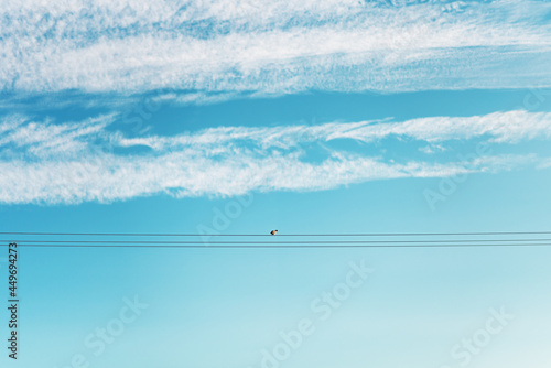 one bird on a power line