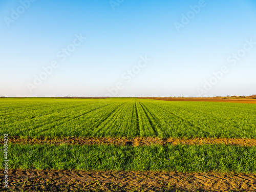 Green wheat field  agricultural landscape.