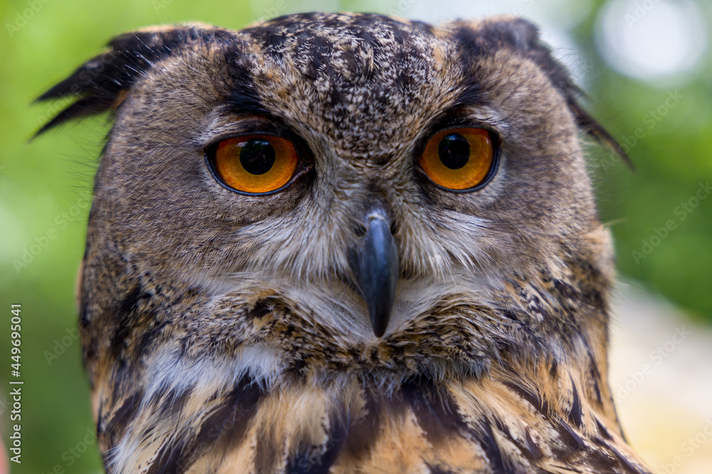 Portrait of a Eurasian Eagle Owl (Bubo bubo) Portrait of a Eurasian Eagle Owl (Bubo bubo)