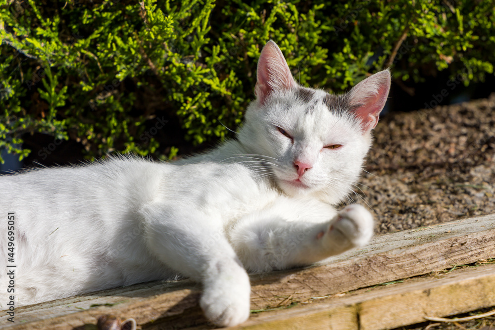 Young white domestic cat lying in the sun in a residential garden