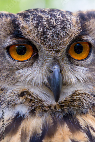 Portrait of a Eurasian Eagle Owl (Bubo bubo)