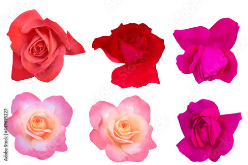 Fototapeta Naklejka Na Ścianę i Meble -  Blurred for Background.Beautiful rose isolated on the white background. Photo with clipping path.