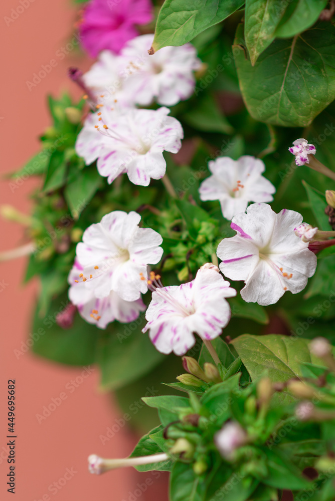 Mirabilis jalapa flowers on green background Mirabilis jalapa flowers on green background