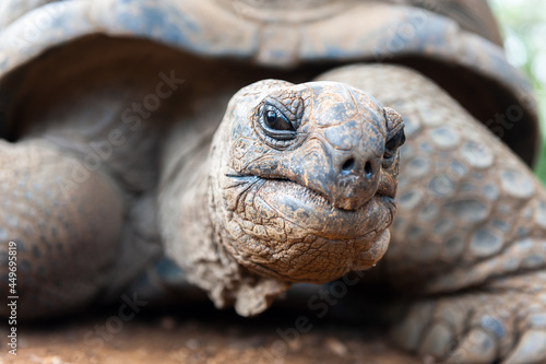 Nahaufnahme einer Schildkröte die skeptisch in die Kamera schaut