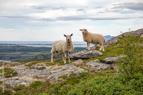 Sheep in the mountains Helgeland Nordland county scandinavia Europe
