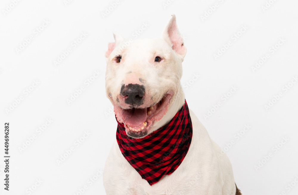 Young bull terrier dog over isolated background