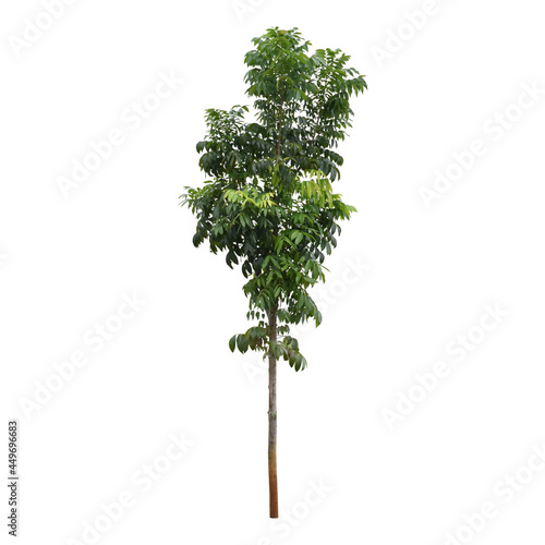 Clipping path. Close up of Green tree isolated on white background view. Image tree view. Cut out. Forest tree view. Green tree young on white background.