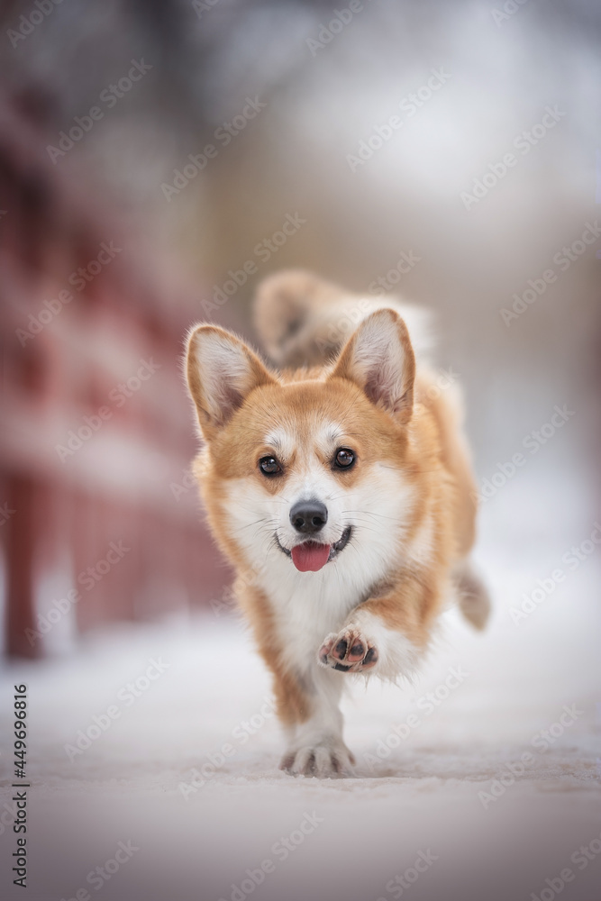 Funny female pembroke welsh corgi running on a red wooden snow-covered bridge against the backdrop of a winter frosty landscape Funny female pembroke welsh corgi running on a red wooden snow-covered bridge against the backdrop of a winter frosty landscape