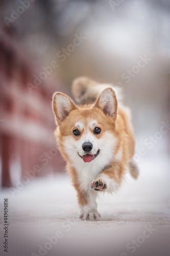 Funny female pembroke welsh corgi running on a red wooden snow-covered bridge against the backdrop of a winter frosty landscape