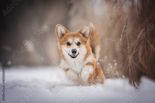 Funny female welsh corgi pembroke jumping out of a deep snowdrift scattering snowflakes around herself against the background of yellow dry grass and a frosty winter landscape