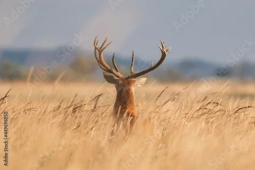 Fototapeta Jeleń szlachetny na łące