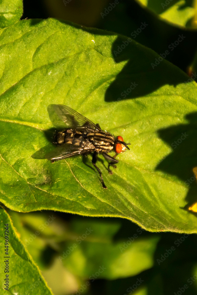 Horsefly fly sits on a green leaf basking in the sun Horsefly fly sits on a green leaf basking in the sun