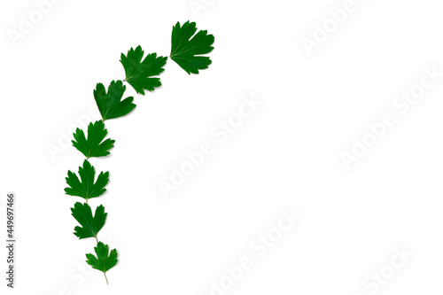 Green leaves in the form of a semicircle on a white isolated background. copy space for text. Flat lay. top view. mockup 