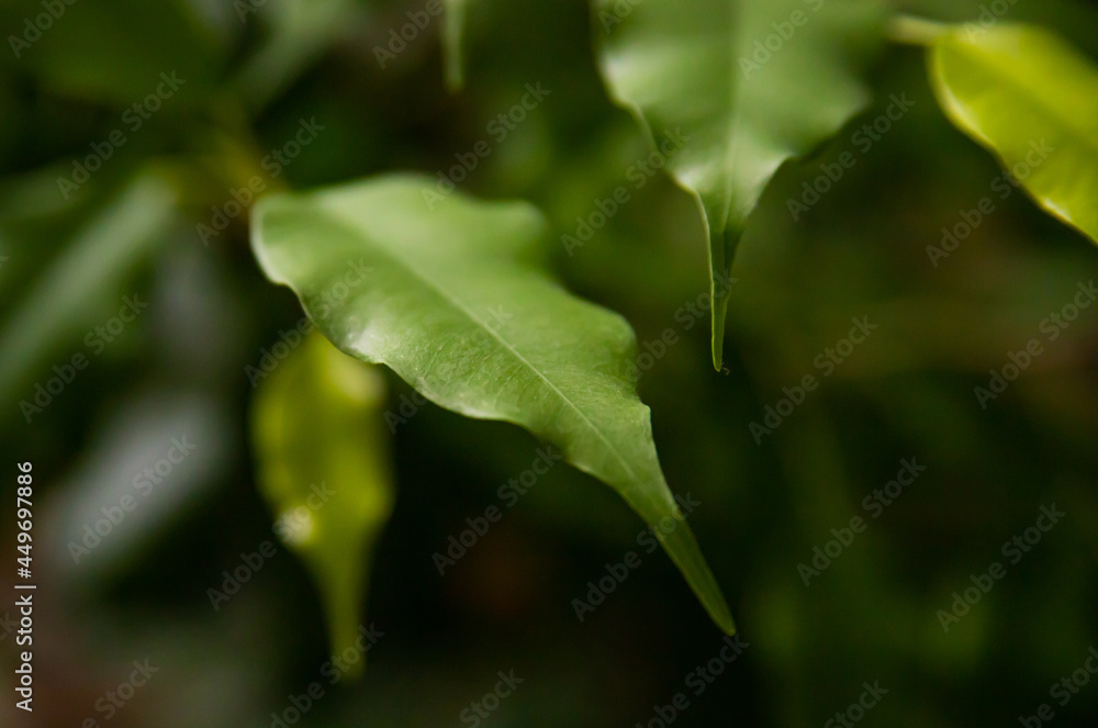 Green small leaves close-up. Blurred background. Natural texture and background. Green small leaves close-up. Blurred background. Natural texture and background.