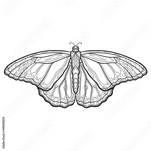 Hand drawn ornamental butterfly outline illustration with decorative ornaments