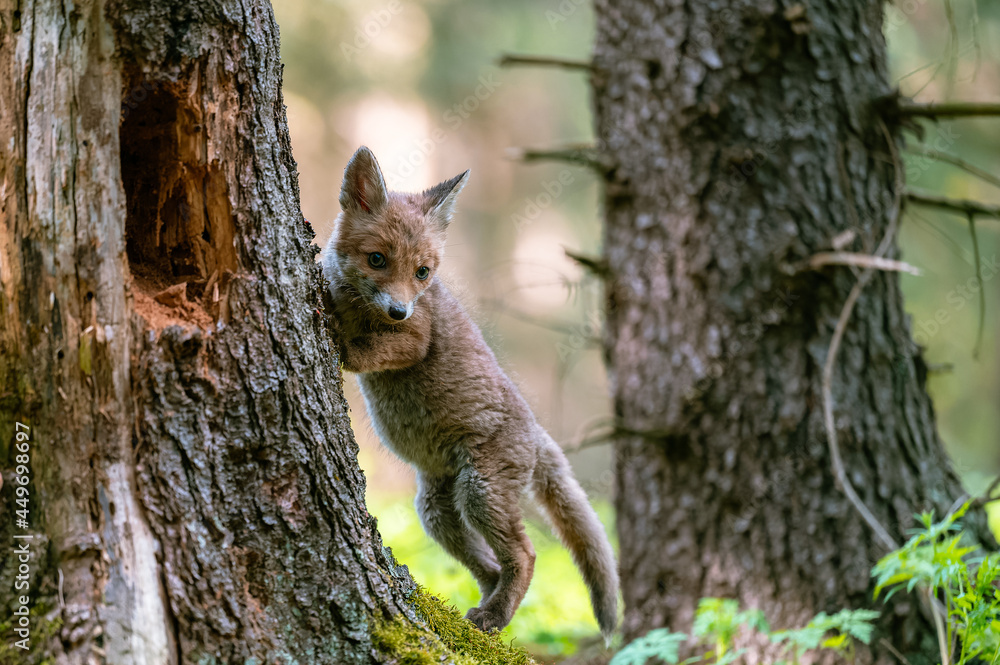 A curious young fox (Vulpes vulpes) scans the forest for food and walks carefully. Curious young fox, fox cub. A curious young fox (Vulpes vulpes) scans the forest for food and walks carefully. Curious young fox, fox cub.
