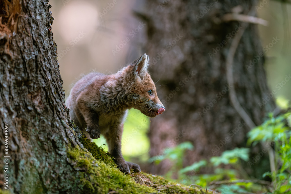 Obraz premium A young fox (Vulpes vulpes) in the forest, playing with a tree and watching the surroundings. Beautiful blue eyes, spring colored forest.
