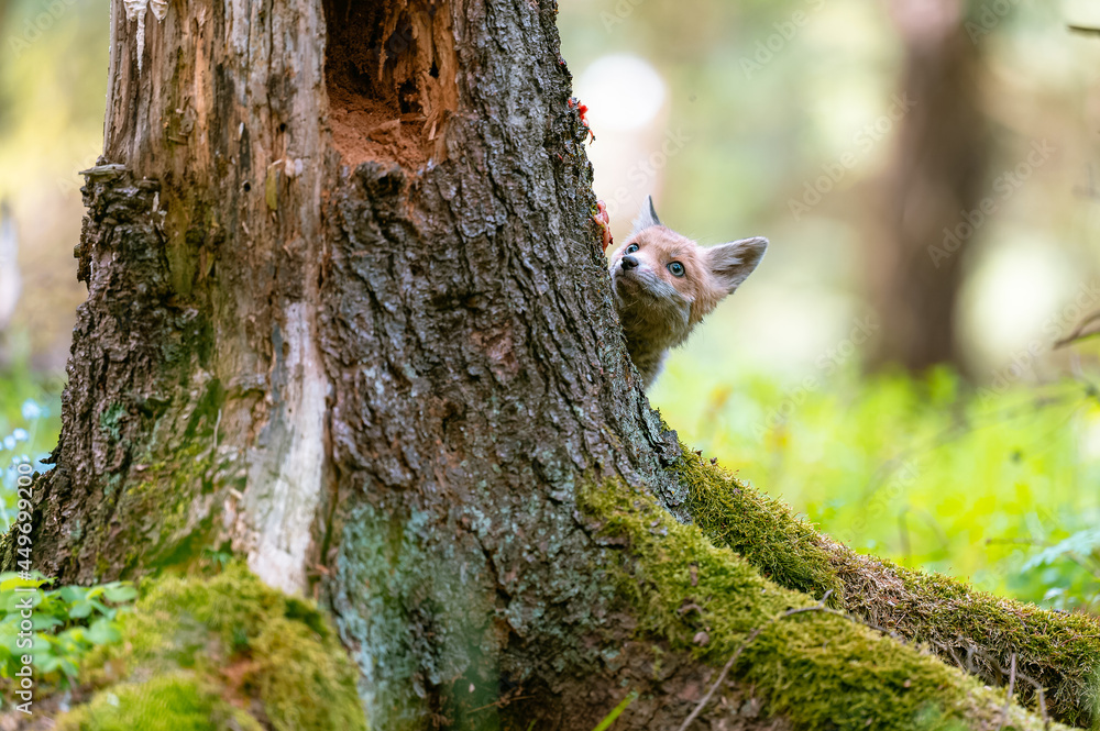 The young fox (Vulpes vulpes) is curious, hides behind a tree and watches the surroundings, only the head is visible. The young fox (Vulpes vulpes) is curious, hides behind a tree and watches the surroundings, only the head is visible.