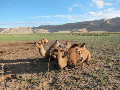 Camals in Gobi Desert  Mongolia