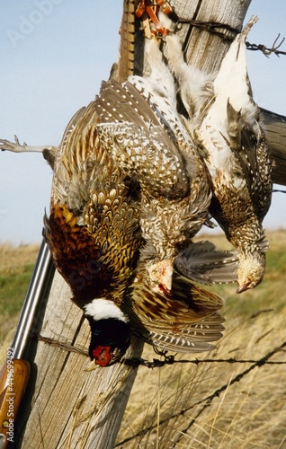 Pheasant and sharp-tailed grouse  photo
