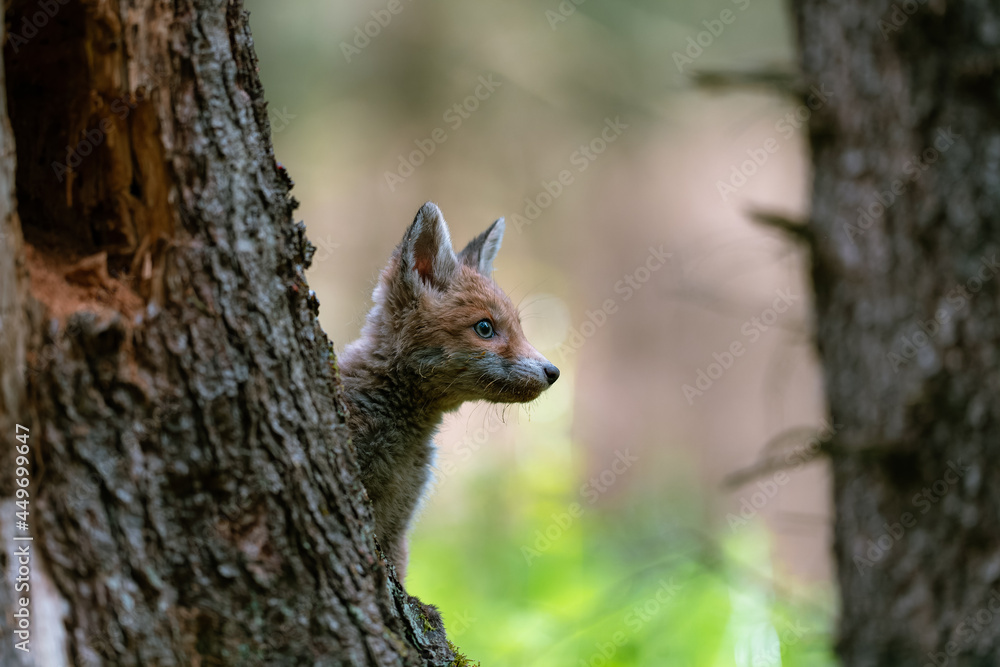 Obraz premium A young fox (Vulpes vulpes) in the forest, playing with a tree and watching the surroundings. Beautiful blue eyes, spring colored forest.
