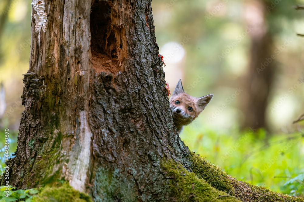 The young fox (Vulpes vulpes) is curious, hides behind a tree and watches the surroundings, only the head is visible. The young fox (Vulpes vulpes) is curious, hides behind a tree and watches the surroundings, only the head is visible.