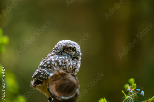 The little owl (Athene noctua), cute owl cub, beautiful big eyes, forest environment, beautiful light, sitting on a tree trunk.