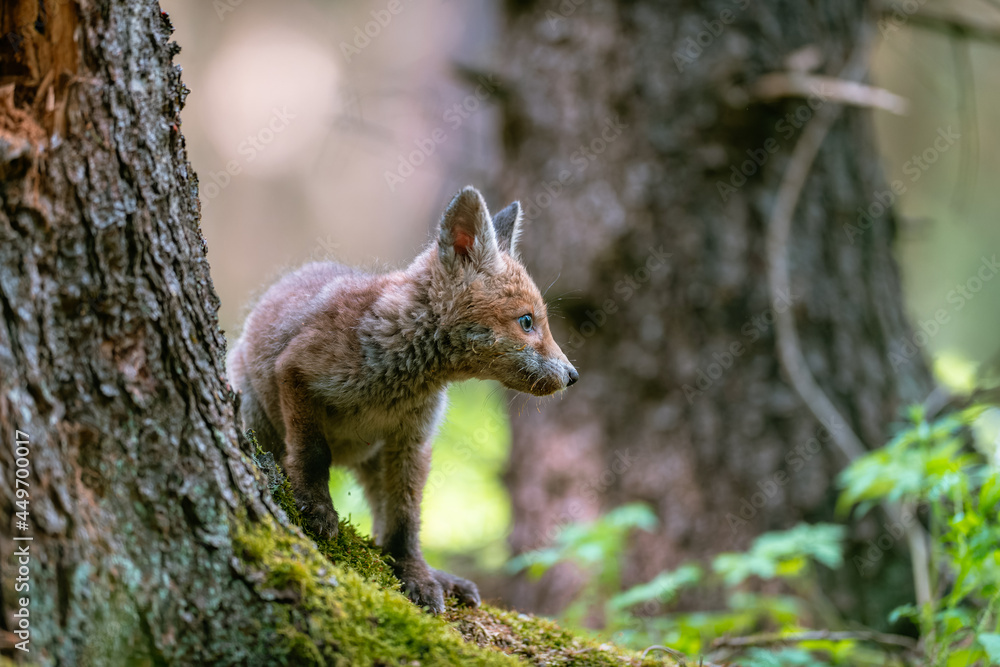 A young fox (Vulpes vulpes) in the forest, playing with a tree and watching the surroundings. Beautiful blue eyes, spring colored forest. A young fox (Vulpes vulpes) in the forest, playing with a tree and watching the surroundings. Beautiful blue eyes, spring colored forest.