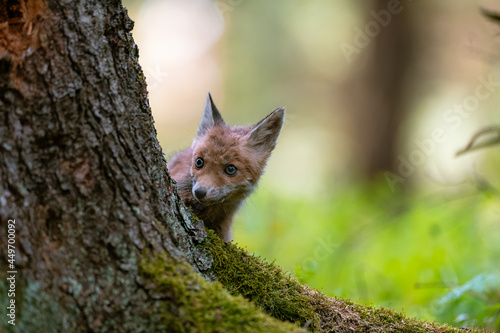 A young fox (Vulpes vulpes) in the forest, playing with a tree and watching the surroundings. Beautiful blue eyes, spring colored forest. © Jan Rozehnal