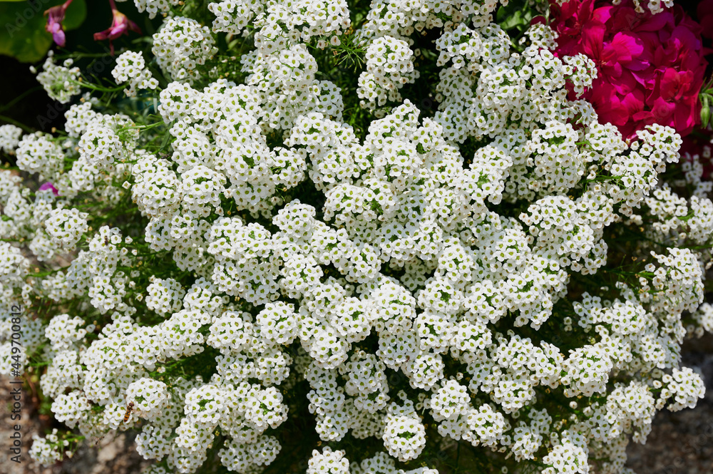 close up color photo of the white alyssum flower
