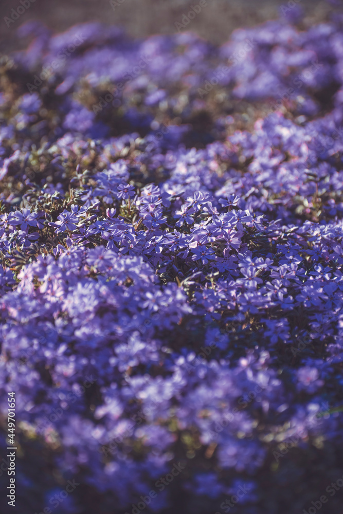 Fototapeta premium beautiful flowers bloom in spring