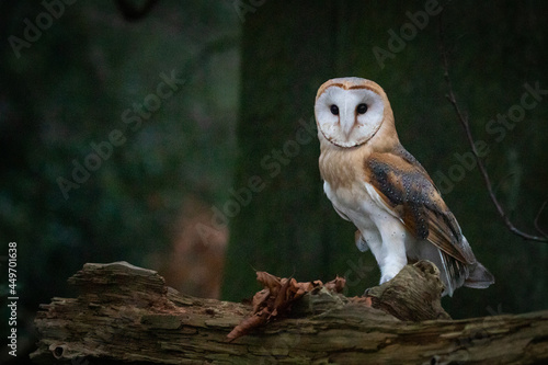 barn owl in the wood