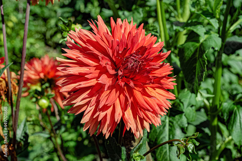 Red dahlia flower in garden