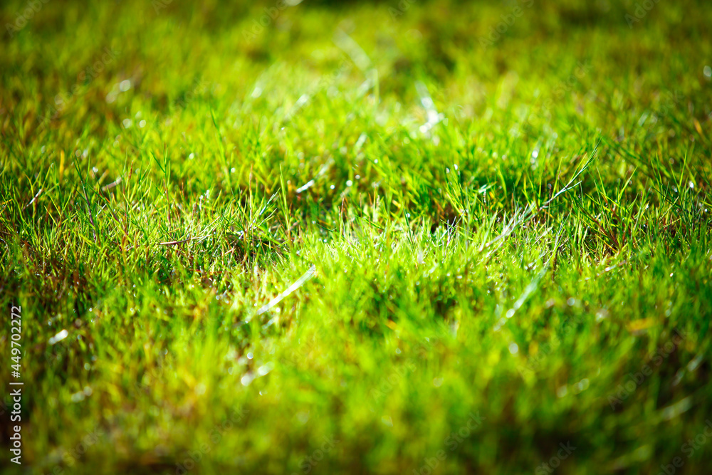 Naklejka premium abstract natural background green bokeh blur