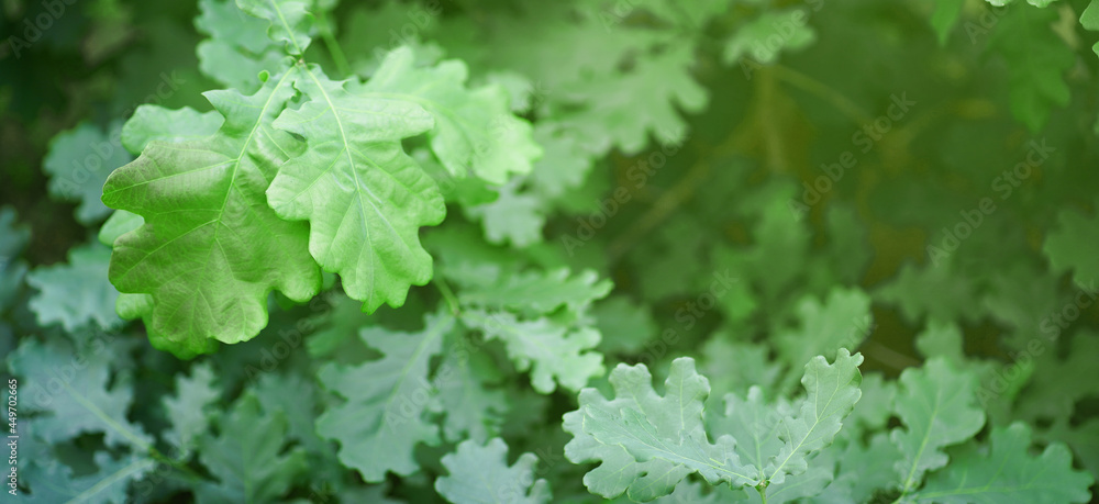 Green leaves of oak close-ups. High quality photo Green leaves of oak close-ups. High quality photo