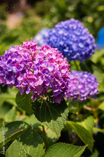 flowers in the garden